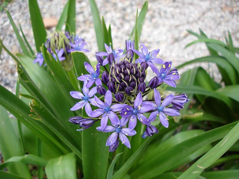 Portuguese Squill